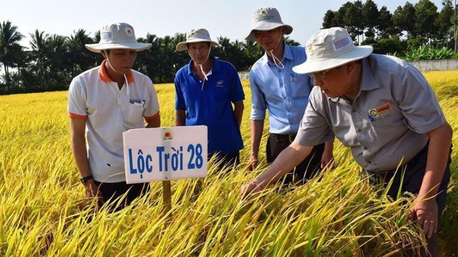 Chủ tịch Lộc Trời Huỳnh Văn Thòn: Cung ứng nguồn giống xác nhận cho 2 giống lúa vừa đoạt giải &quot;gạo ngon nhất thế giới&quot; - Ảnh 1.