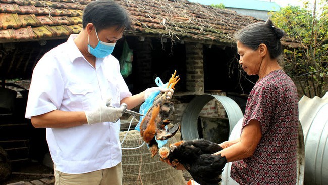 Bộ Y tế cảnh báo các tỉnh, thành ngăn chặn bệnh cúm gia cầm xâm nhập vào Việt Nam, lây sang người - Ảnh 1.