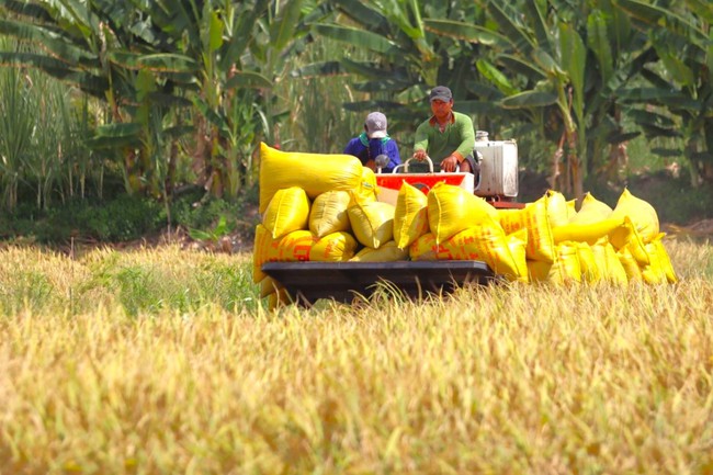 Đề xuất giải pháp phát triển chuỗi giá trị ngành hàng lúa gạo: Tạo chính sách hấp dẫn, thay đổi tư duy sản xuất - Ảnh 1.