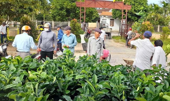 Hội Nông dân tỉnh Thừa Thiên Huế hỗ trợ cây giống bưởi da xanh cho hội viên  - Ảnh 2.