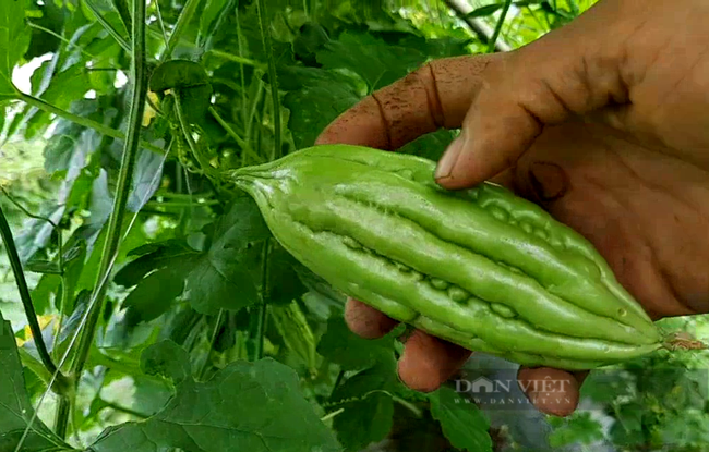 Vay vốn trồng loại trái ăn đắng nghét tưởng ôm nợ, hóa ra anh nông dân Tây Ninh đút túi 300 triệu mỗi năm - Ảnh 4.