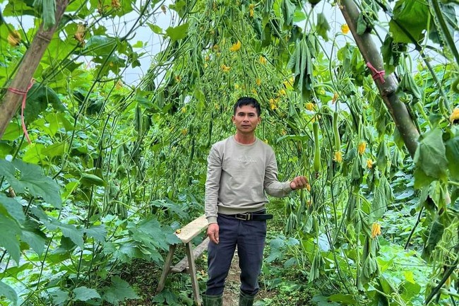 Công an điều tra vụ chặt phá hơn 12.000 cây bí xanh của nông dân ở Nghệ An- Ảnh 3.