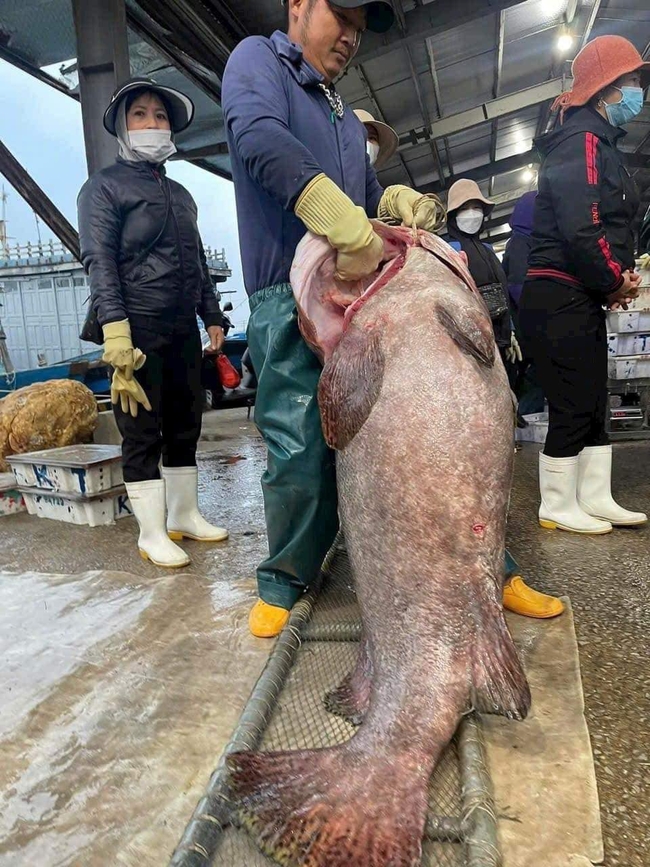 Một con cá mú khổng lồ nặng gần 70kg dính lưới, 5 ngư dân Nghệ An làm cách gì kéo lên tàu?- Ảnh 1.