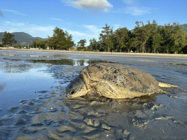 Cứu hộ thành công rùa biển quý hiếm mắc cạn ở Côn Đảo - Ảnh 1.