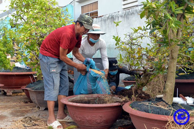 Hé lộ &quot;bí kíp nhà nghề&quot; trồng mai vàng chưng tết của nông dân lành nghề Tiền Giang - Ảnh 1.