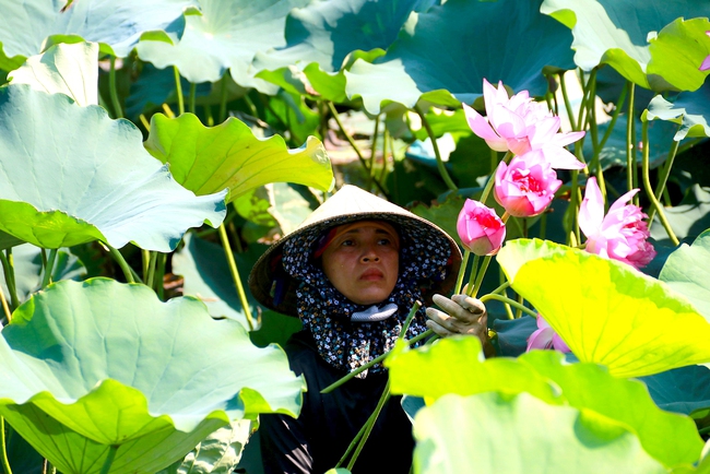 Xứ Nghệ chuyển mình với nông nghiệp xanh kết hợp du lịch sinh thái - Ảnh 3.