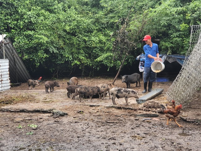Ở một nơi ở Điện Bàn của Quảng Nam, nông dân đổi đời nhờ đầu tư nuôi con đặc sản - Ảnh 6.