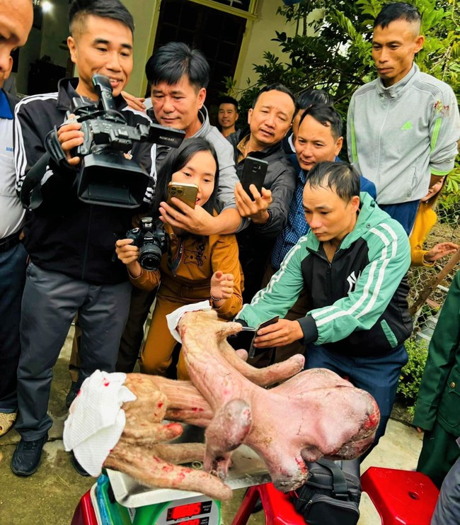 Cả làng kéo đến xem cặp nhung nai khủng hình hoa mào gà nặng gần 9kg của lão nông ở Nghệ An - Ảnh 3.