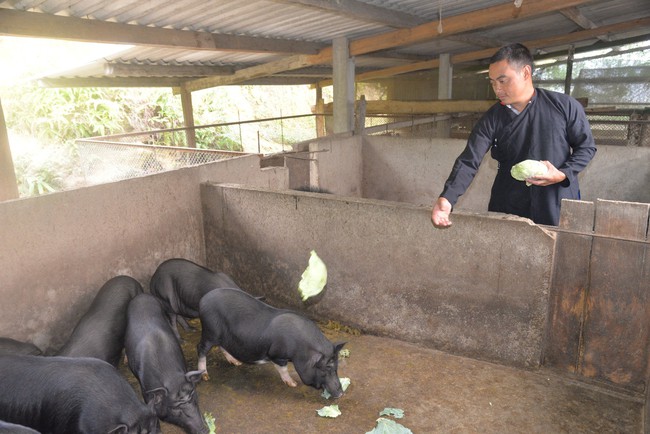 Chỉ làm chè, trồng rau, nuôi lợn mà một nông dân ở thành phố Hà Giang thoát được nghèo - Ảnh 3.