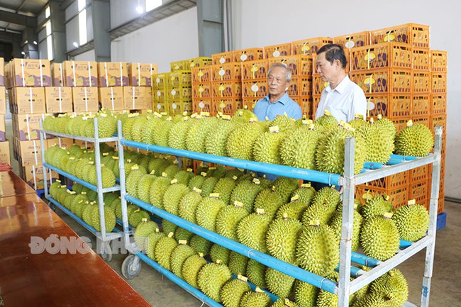 Thức ăn chăn nuôi làm từ sầu riêng của nhóm tác giả đến từ Bến Tre đạt giải Nhất ý tưởng khởi nghiệp - Ảnh 1.
