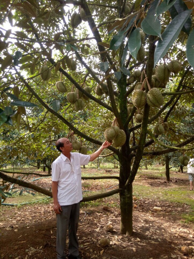 Làm sầu riêng trái vụ, ông chủ trang trại Gia Trung quyết thu 150 tấn lúc thị trường hiếm có loại quả này - Ảnh 1.