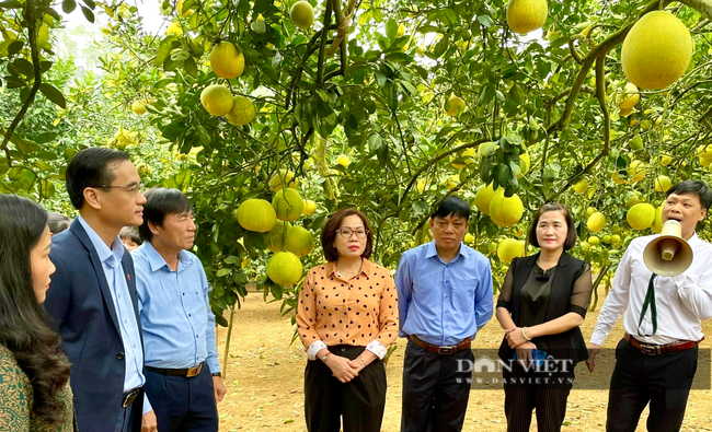 Chị nông dân U50 thu tiền tỷ từ vườn bưởi Đoan Hùng sai trĩu trịt, đẹp như phim trường - Ảnh 1.