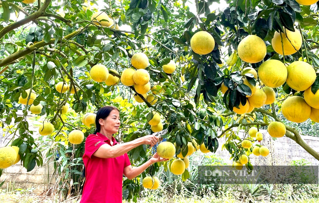 Chị nông dân U50 thu tiền tỷ từ vườn bưởi Đoan Hùng sai trĩu trịt, đẹp như phim trường - Ảnh 2.