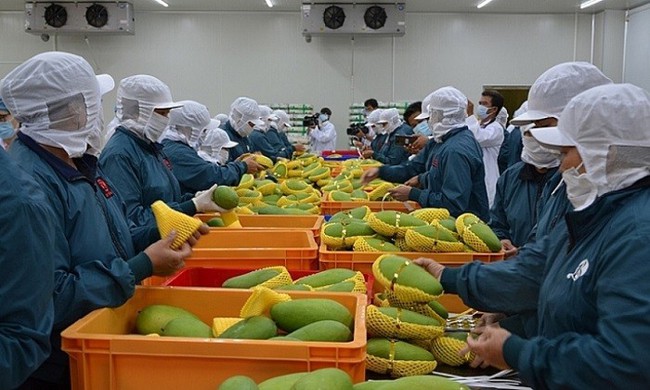 Quảng bá hơn 400 sản phẩm nông sản đặc sắc của doanh nghiệp Việt Nam đến thị trường quốc tế  - Ảnh 3.