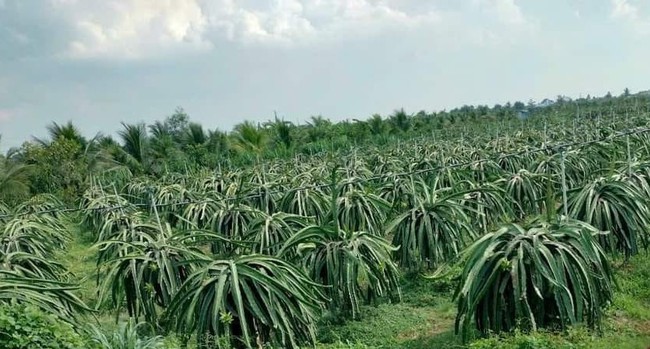 Thanh long huyện Châu Thành (Long An) bất ngờ tăng giá - Ảnh 2.