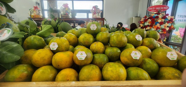 &quot;Thủ phủ&quot; cây ăn quả ở Bình Định chọn &quot;khu đất đẹp nhất nhì&quot; trưng bày sản phẩm nông nghiệp chủ lực - Ảnh 14.