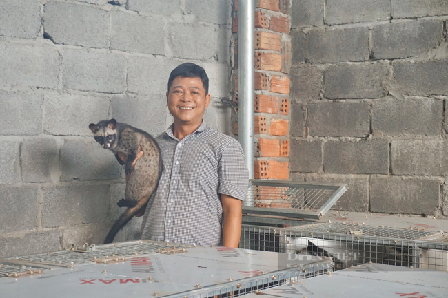 Đà Nẵng: Anh nông dân nuôi chồn hương cho ăn chuối chín, bán giá 8 triệu đồng/cặp, thu lời cao - Ảnh 1.