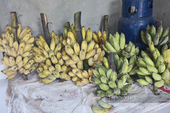Đà Nẵng: Anh nông dân nuôi chồn hương cho ăn chuối chín, bán giá 8 triệu đồng/cặp, thu lời cao - Ảnh 7.