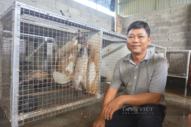 Đà Nẵng: Anh nông dân nuôi chồn hương cho ăn chuối chín, bán giá 8 triệu đồng/cặp, thu lời cao - Ảnh 8.