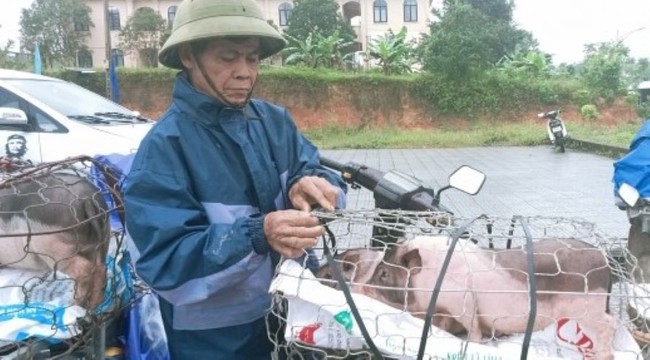 Hội Nông dân Thừa Thiên Huế hỗ trợ lợn giống cho hàng chục hội viên  - Ảnh 2.