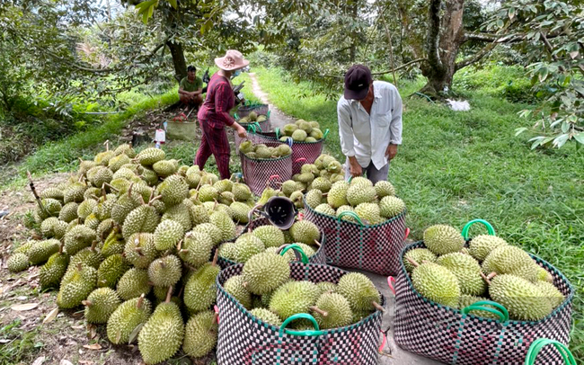 Nhà vườn thu mua sầu riêng ở Bến Tre xuất khẩu sang Trung Quốc. Ảnh: Nguyên Vỹ