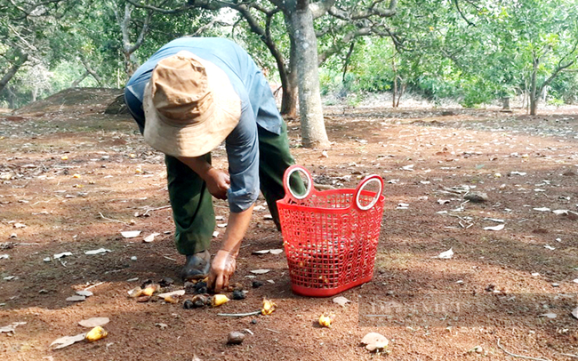 Nông dân thu hoạch điều ở Bình Phước. Ảnh: Trần Khánh