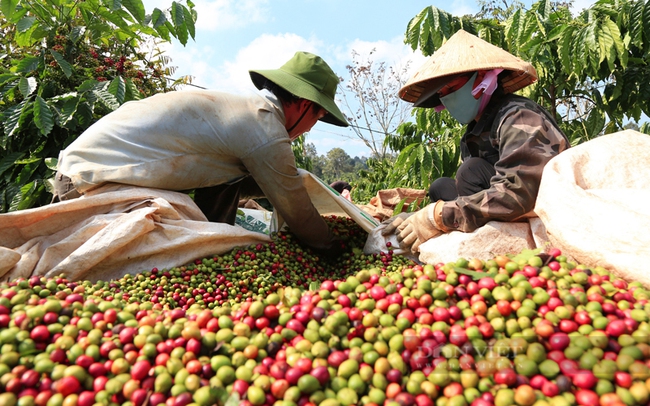Năm 2022, ngành cà phê xuất khẩu 1,77 triệu tấn, đạt tổng kim ngạch trên 4 tỷ USD, mang lại việc làm và nguồn thu nhập cho hơn 700.000 nông hộ. Thế nhưng, hàng năm, ngành sảnh xuất cà phê Robusta của Việt Nam phát thải khoảng 800.000 tấn CO2. Trong ảnh: Thu hoạch cà phê ở Đắk Lắk. Ảnh Duy Hậu.