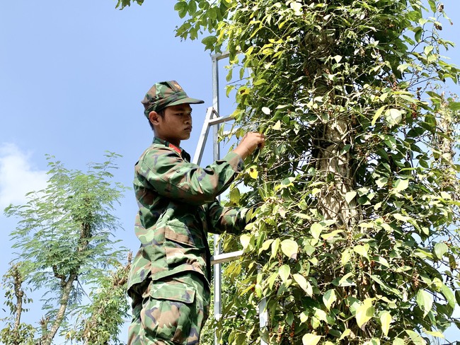 Bà Rịa - Vũng Tàu: Bộ đội xuống vườn giúp nông dân Châu Đức thu hoạch tiêu - Ảnh 2.