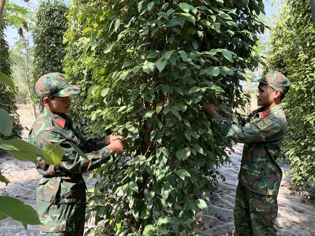 Bà Rịa - Vũng Tàu: Bộ đội xuống vườn giúp nông dân Châu Đức thu hoạch tiêu - Ảnh 3.