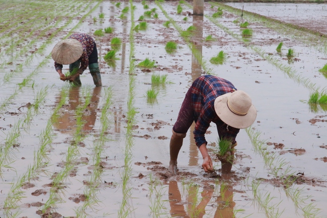 Nông dân Nam Định hối hả xuống đồng gieo cấy vụ xuân - Ảnh 1.