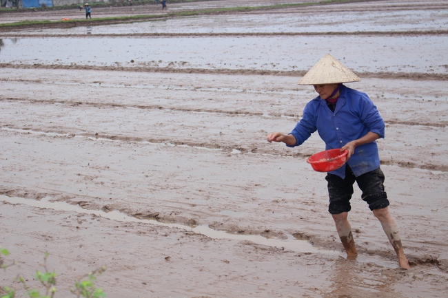 Nông dân Nam Định hối hả xuống đồng gieo cấy vụ xuân - Ảnh 3.