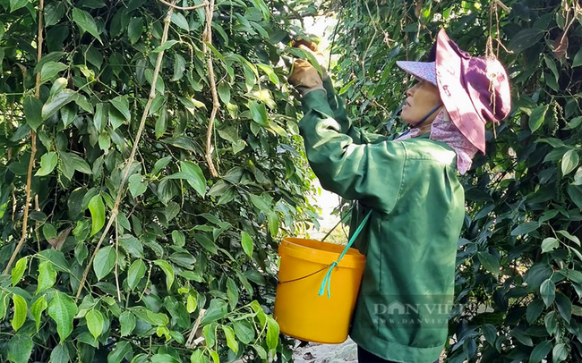 Nông dân thu hoạch tiêu ở Bình Phước. Ảnh: Nguyễn Vy