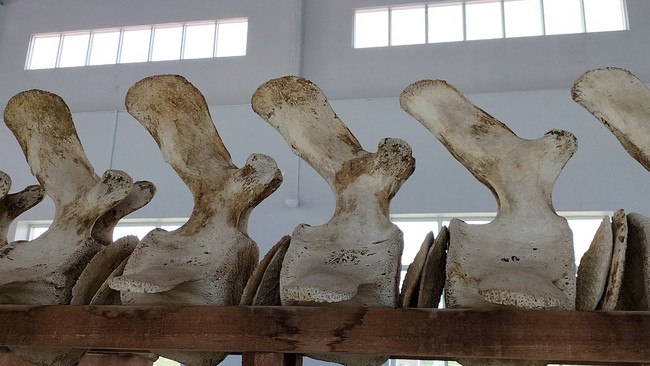 Bộ xương cá Ông quý hiếm, lớn nhất miền Tây ở Cái Cùng, Bạc Liêu - Ảnh 8.
