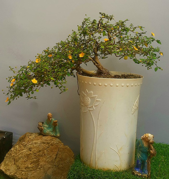 "Hô biến" cây hoa dại mọc đầy đường thành cây cảnh bonsai mini, chủ nhân tha hồ "hốt bạc" dịp Tết Nguyên đán 2024- Ảnh 4.