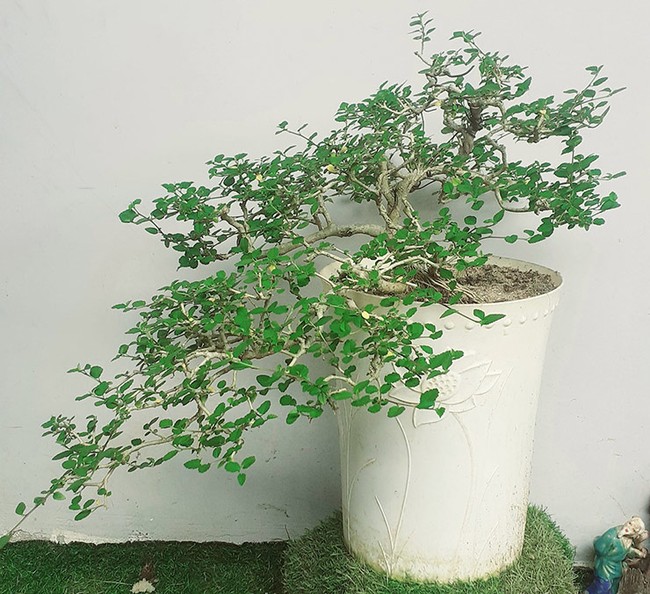 "Hô biến" cây hoa dại mọc đầy đường thành cây cảnh bonsai mini, chủ nhân tha hồ "hốt bạc" dịp Tết Nguyên đán 2024- Ảnh 2.