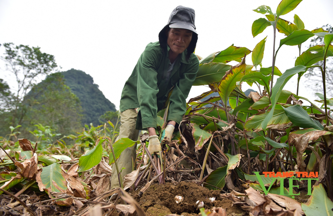Lai Châu: Cây dong riềng “bén rễ” trên đồng đất Sùng Phài - Ảnh 3.