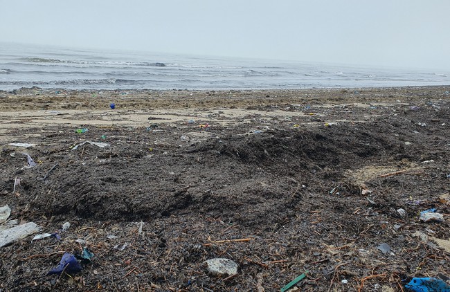 Nghệ An: Huy động máy xúc mỗi ngày dọn hơn 100 tấn mùn biển nhuộm đen biển Cửa Lò - Ảnh 3.