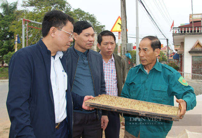 Nam Định: Đẩy mạnh cơ giới hóa vào sản xuất lúa xuân - Ảnh 3.