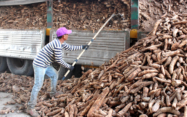 Nguyên liệu đang ít dần sau Tết và giá thu mua nguyên liệu tăng lên. Tập kết nguyên liệu của sắn tươi ở Tây Ninh. Ảnh: Nguyễn Vy
