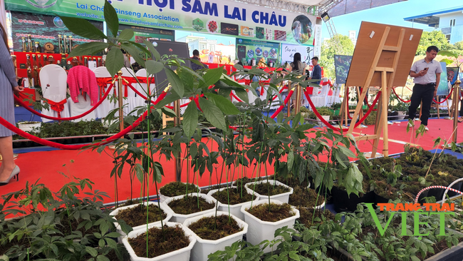 Lai Châu tập trung phát triển vùng trồng sâm khoảng 3.000ha đến năm 2030 - Ảnh 2.