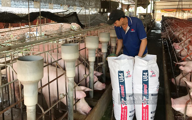 Người chăn nuôi ở Đồng Nai, từ nông dân đến doanh nghiệp đang chịu nhiều áp lực. Ảnh: T.L