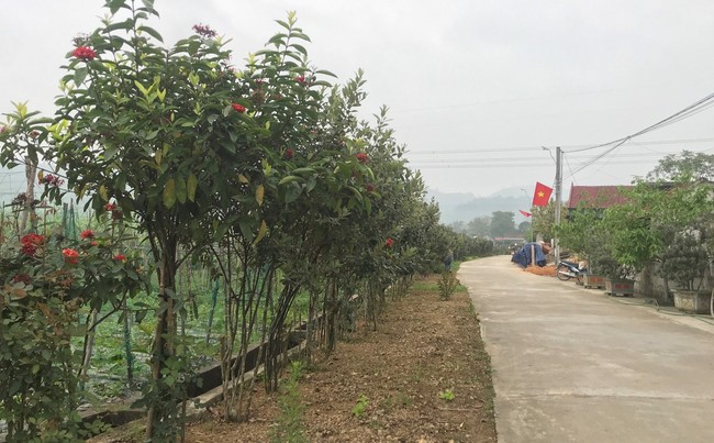 Dân xã này ở Nghệ An lên núi đào loại cây dại về trồng, đường nông thôn mới đẹp như tranh vẽ - Ảnh 8.