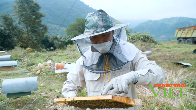 Phát triển nghề nuôi ong lấy mật, nông dân Lai Châu có thu nhập khá - Ảnh 1.