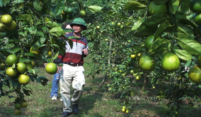 Lên Bắc Kạn gặp lão nông làm kinh tế giỏi mắc chứng &quot;sợ khen&quot; - Ảnh 3.