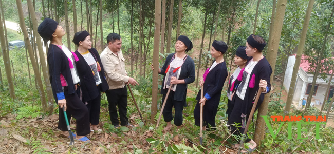 Lào Cai: Trồng rừng kinh tế, dân vùng này có “của ăn, của để” - Ảnh 3.
