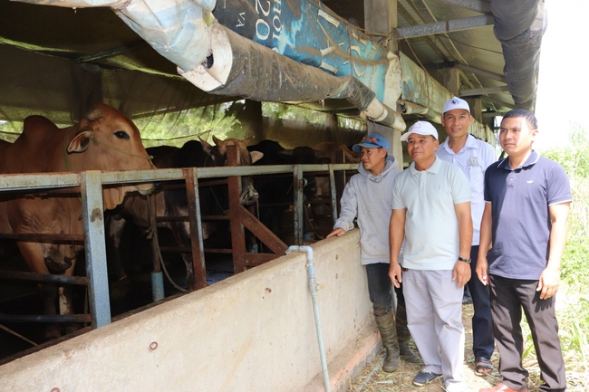 Tiếp vốn giúp nông dân Đăk Lăk nuôi bò, trồng sầu riêng - Ảnh 1.
