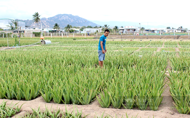 Nông dân liên kết trồng cây nha đam ở phường Văn Hải (TP.Phan Rang - Tháp Chàm). Ảnh: Nguyên Vỹ
