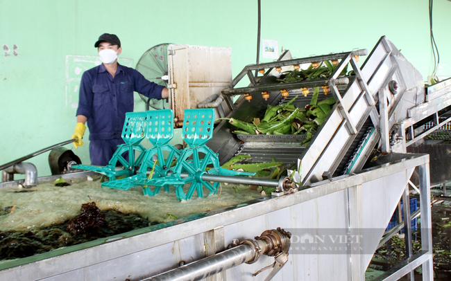 Mỗi ngày, công ty Cánh Đồng Việt có thể chế biến 200 tấn lá nha đam. Trong ảnh: Lá nha đam được vệ sinh trong băng chuyền. Ảnh: Nguyên Vỹ