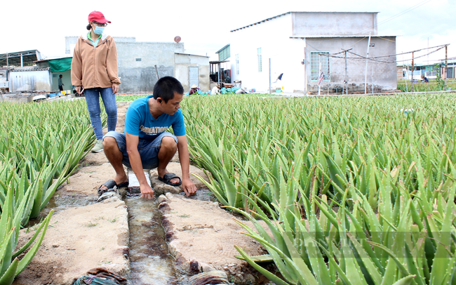 Công ty Cánh Đồng Việt đầu tư hệ thống thủy lợi giúp cây nha đam phát triển tốt trên vùng đất khô hạn. Ảnh: Nguyên Vỹ