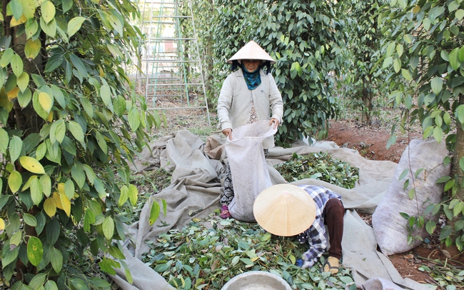 Tiêu, quế, hồi, ớt... còn nhiều cơ hội xuất khẩu - Ảnh 1.